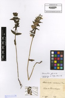 Rhinanthus glacialis