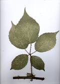 Rubus hassicus